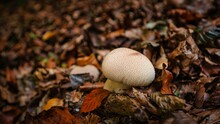 Closeup Of A Common Puffball Mushroom Growing Among Dry Leaves
