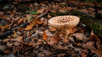 Wall Mural - Closeup of a parasol mushroom among dry fallen leaves in a forest