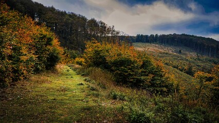 Wall Mural - Scenic view of dense forests under the cloudy sky in autumn