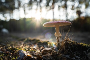 Wall Mural - Closeup of a mushroom in grass under the sunlight