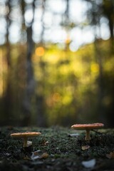 Poster - Closeup of a mushroom in grass under the sunlight