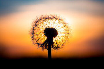 Wall Mural - Dandelion flower with sunset