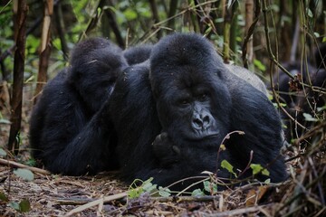 Sticker - Beautiful shot of two gorillas in a jungle