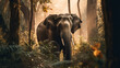 Elefant bei goldenem Licht in der Savanne, Afrika, ganzer Körper von vorne