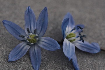 Wall Mural - Blue flowers of Scilla siberica on a gray background. macro