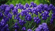 purple crocus flowers bg