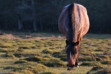 Closeup Shot Of A Brown Horse Grazing On A Grass Field In A Forest
