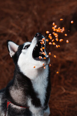 Wall Mural - siberian husky dog portrait in a corn field