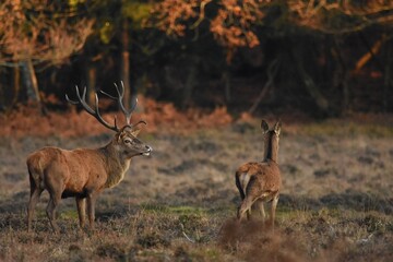 Poster - Beautiful deers in nature during the daytime