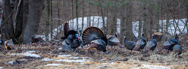 Wall Mural - Two male wild eastern turkeys (Meleagris gallopavo) displaying and strutting in front of hens