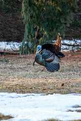 Wall Mural - Male wild eastern turkey (Meleagris gallopavo) displaying and strutting with tail feathers in fan position