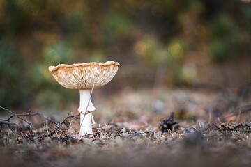 Poster - Closeup shot of a Death cap mushroom in the forest on a blurred background