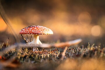 Poster - Closeup shot of a mushroom in the forest on a blurred background