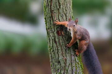 Sticker - Cute squirrel on the tree in the forest, close-up