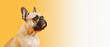 © Claudia Nass - generative ai illustration of a beige brown french bulldog viewed from the side, yellow white background with copy space