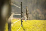 Fototapeta Zwierzęta - Electric fence around a pasture with animals grazing on fresh pasture grass
