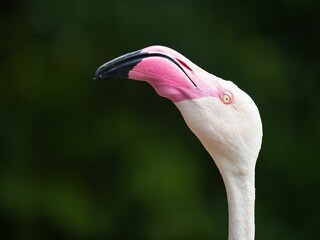 Sticker - Closeup of the head of a cute pink flamingo on a green blurry background