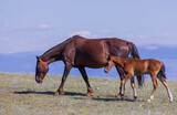 Fototapeta Konie - Wild Horse Mare and Foal in Summer in the Pryor Mountains Montana