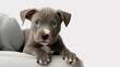 AI Generated: adorable portrait of grey pitbull puppy with blue eyes