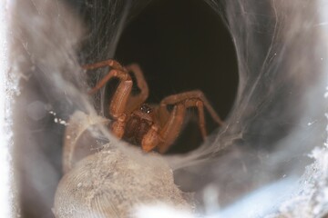 Poster - Closeup shot of a creepy spider weaving a web