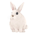 Watercolor illustration of cute white rabbit.