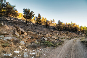 Wall Mural - Burned trees in the forest after a destructive fire. Penteli Mountain, Greece