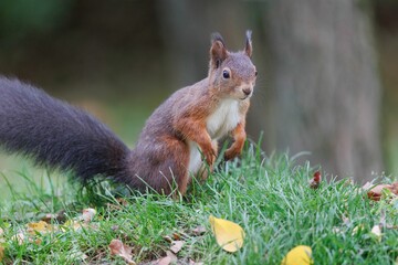 Poster - Closeup shot of the brown squirrel sitting on green grass and eating nuts