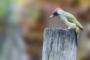 Canvas Print - Close-up of a beautiful colorful European green woodpecker (Picus viridis) sitting on a tree trunk