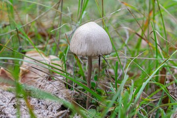 Canvas Print - Wild Mycena mushroom in closeup surrounded by green grass