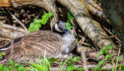 Sticker - Close up of a Canada Goose sat on nest with fluffy white down feathers in beak