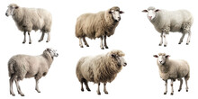 Sheep Set Over Png Background Created With Ai