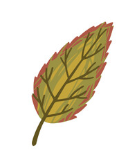 Wall Mural - Autumn green leaf vector illustration isolated on white background