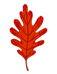 Wall Mural - Autumn red leaf vector illustration isolated on white background