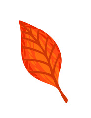 Wall Mural - Autumn orange leaf vector illustration isolated on white background
