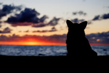 Silhouette Of A Welsh Corgi Pembroke Sitting On The Sandy Beach, Beautiful Sunset Sky And Blue Ocean