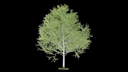 Poster - tree animation footage transparent background for background and environment footage replacement , 3d illustration rendering