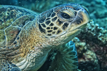 Wall Mural - sea turtle underwater portrait tropical reef wildlife