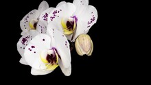 Blooming White Orchid On A Black Background, Time Lapse. Free Space For Text.