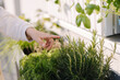 © Aleksandr - Close-up of child hand show rosemary bush outdoor. Gardening