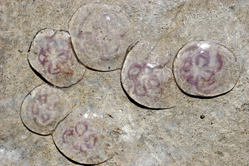 Wall Mural - Jellyfishes - Plockton - Highlands - Scotland - UK