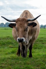 Canvas Print - Vertical shot of a brown cow in a field.