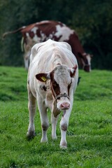 Poster - Vertical shot of cows in the field