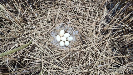 Wall Mural - Greylag goose bird nest with eggs, Anser anser