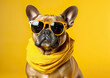 © Czintos Ödön - Cool french bulldog posing in sunglasses in front of the background. Despite being in an unfamiliar environment, the animal feels good. AI generated image.