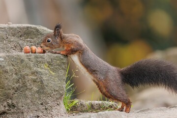 Poster - Closeup of a common Red squirrel approaching hazelnuts