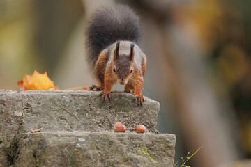 Poster - Closeup of a common Red squirrel approaching hazelnuts