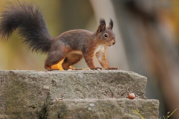 Poster - Closeup of a common Red squirrel approaching a hazelnut