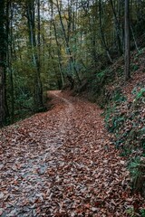 Canvas Print - Vertical shot of narrow path in a forest covered with dry brown autumn leaves