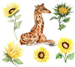 Watercolor giraffe and sunflowers illustration set. Cartoon tropical animal, exotic summer jungle design. Hand drawn designf for baby shower party, birthday,cake, greetings card, invitation.