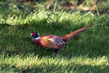 Sticker - Pheasant on the grass against blur background